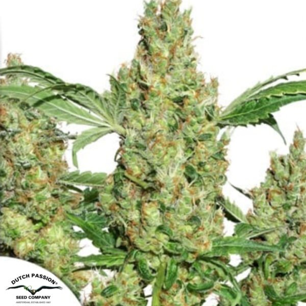 Power Plant - Dutch Passion Cannabissamen kaufen