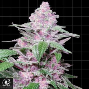 Purple Cookie Kush - Sensi Seeds Research Cannabissamen kaufen