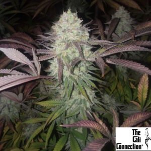 Purple Crack - The Cali Connection Cannabis Samen Produktbild