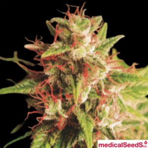 Red Cross - Medical Seeds