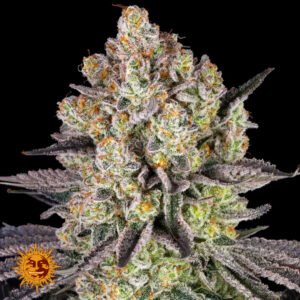 Runtz - Barneys Farm Cannabissamen kaufen
