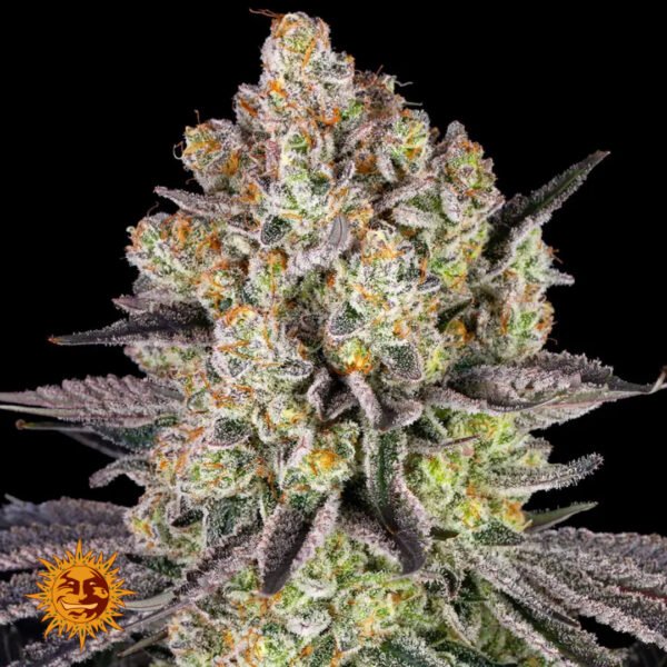 Runtz - Barneys Farm Cannabissamen kaufen