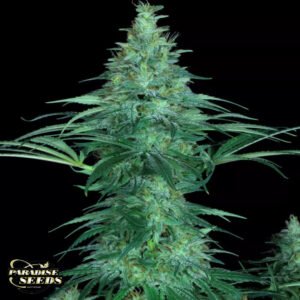 Sensi Star - Paradise Seeds Cannabissamen kaufen