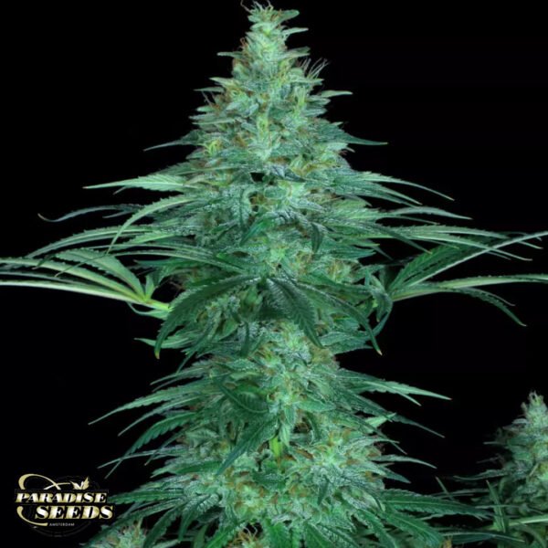 Sensi Star - Paradise Seeds Cannabissamen kaufen