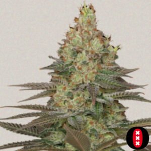 Seriosa - Serious Seeds Cannabis Samen Produktbild