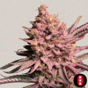 Seriotica - Serious Seeds Cannabis Samen Produktbild