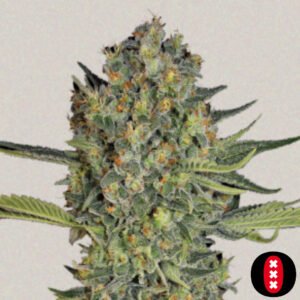 Serious Kush - Serious Seeds Cannabis Samen Produktbild