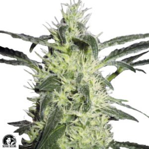 Silver Haze - Sensi Seeds Cannabissamen kaufen