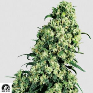 Skunk #1 - Sensi Seeds Cannabissamen kaufen
