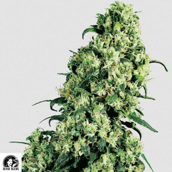Skunk #1 - Sensi Seeds Cannabissamen kaufen