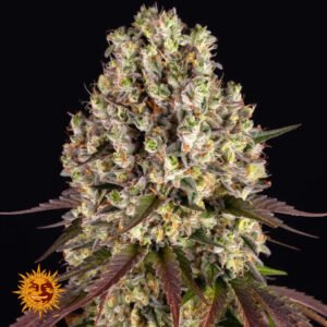 Sour Diesel - Barneys Farm Cannabissamen kaufen