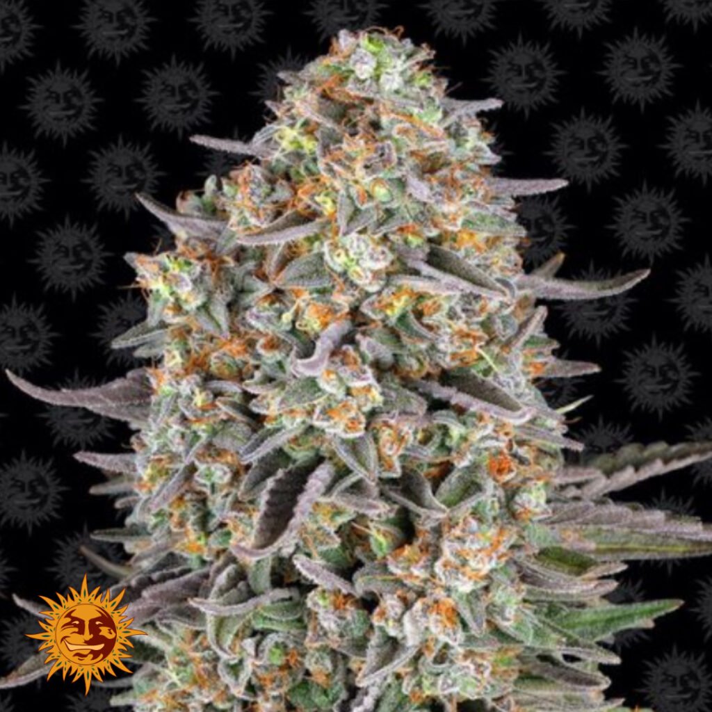 Sour Strawberry - Barneys Farm Cannabissamen kaufen