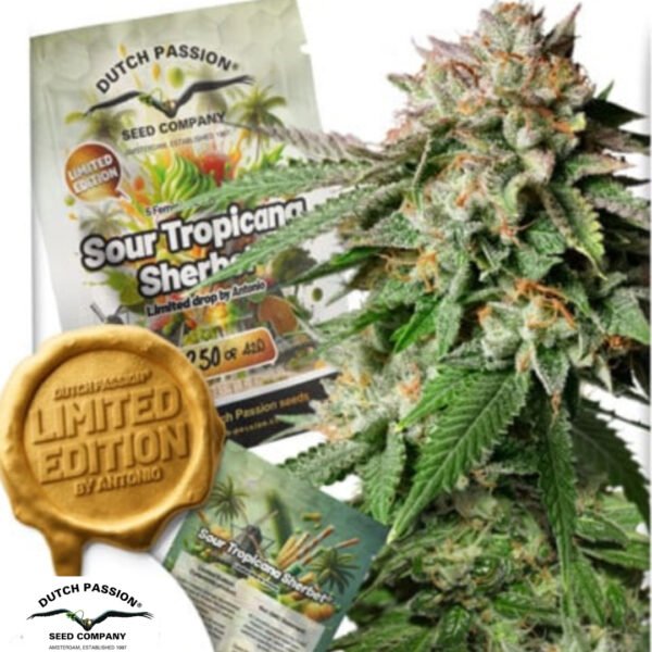 Sour Tropicana Sherbet - Dutch Passion Cannabissamen kaufen