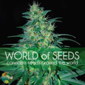South African Kwazulu - World of Seeds Cannabissamen kaufen
