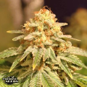 Space Cookies - Paradise Seeds Cannabissamen kaufen