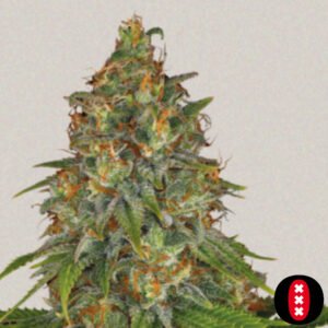 Strawberry AK - Serious Seeds Cannabis Samen Produktbild