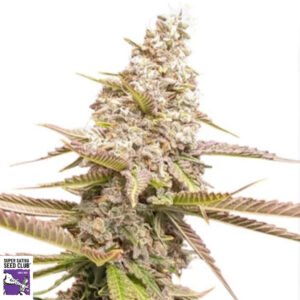 Strawberry Cookies - Super Sativa Seed Club Cannabis Samen Produktbild