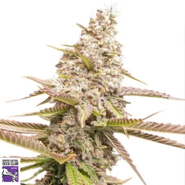 Strawberry Cookies - Super Sativa Seed Club Cannabis Samen Produktbild