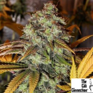 Strawberry OG - The Cali Connection Produktbild