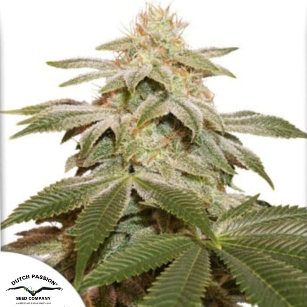 Sugar Bomb Punch - Dutch Passion Cannabissamen kaufen
