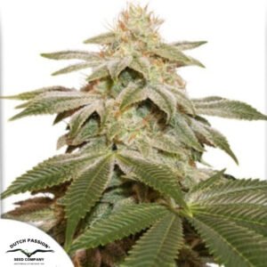 Sugar Bomb Punch - Dutch Passion Cannabissamen kaufen