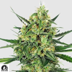 Tangerine Sugar - Sensi Seeds Cannabissamen kaufen