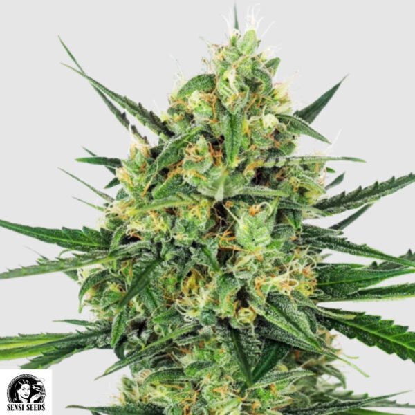 Tangerine Sugar - Sensi Seeds Cannabissamen kaufen