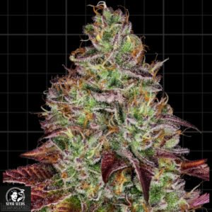 Tezla OG - Sensi Seeds Research Cannabissamen kaufen
