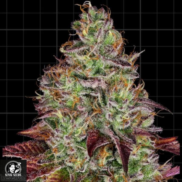Tezla OG - Sensi Seeds Research Cannabissamen kaufen