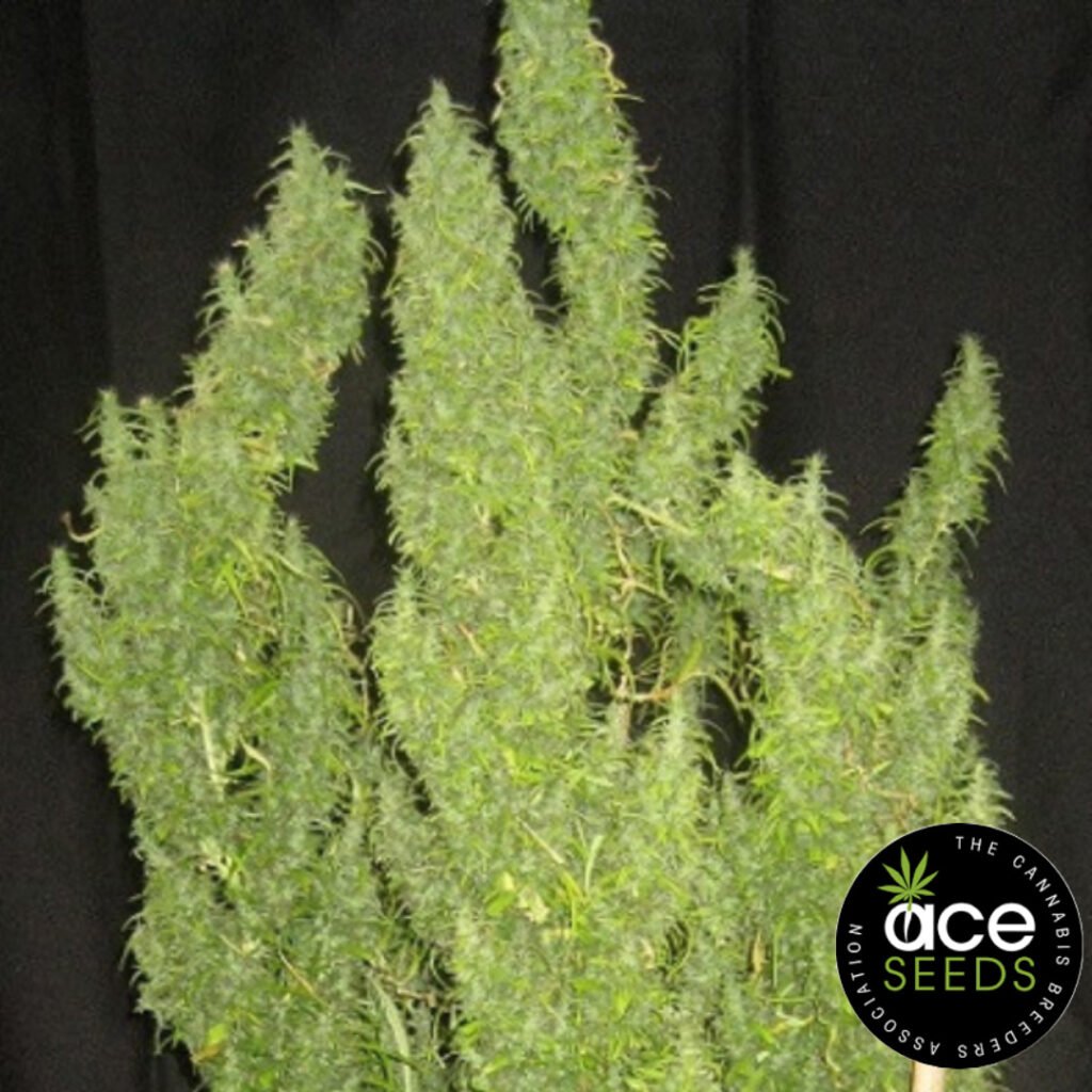 Thai Original Ace Seeds Cannabis Samen Produktbild