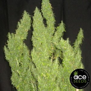Thai Original Ace Seeds Cannabis Samen Produktbild