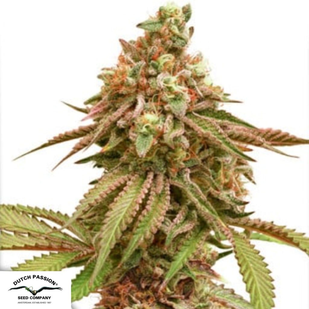 Tropical Tangie - Dutch Passion Cannabissamen kaufen