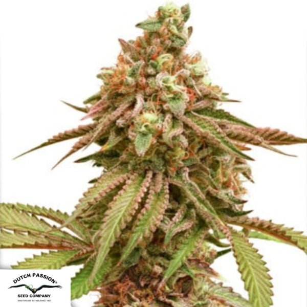 Tropical Tangie - Dutch Passion Cannabissamen kaufen