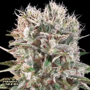 Wappa - Paradise Seeds Cannabissamen kaufen