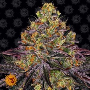Watermelon Zkittlez - Barneys Farm Cannabissamen kaufen
