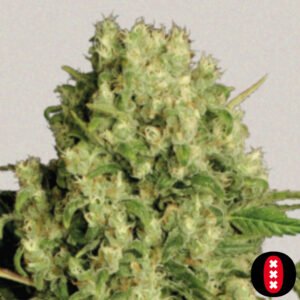 White Russian - Serious Seeds Cannabis Samen Produktbild