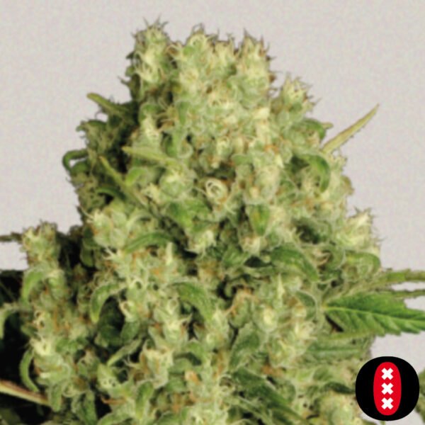White Russian - Serious Seeds Cannabis Samen Produktbild