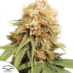 White Widow - Dutch Passion Cannabissamen kaufen