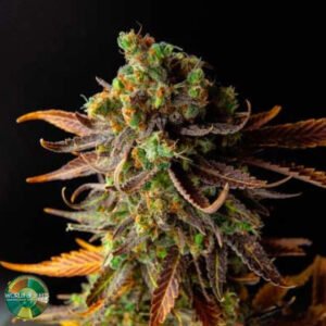 Wild Thailand - World of Seeds Cannabissamen kaufen