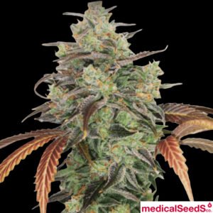 Y Griegs 2.0 - Medical Seeds