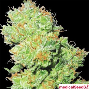 Y Griegs - Medical Seeds