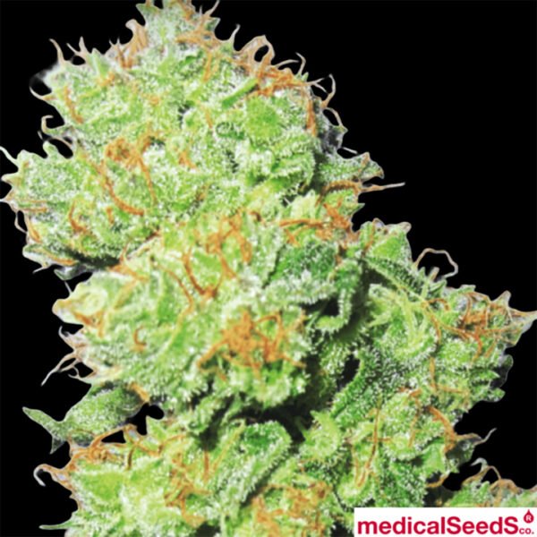 Y Griegs - Medical Seeds