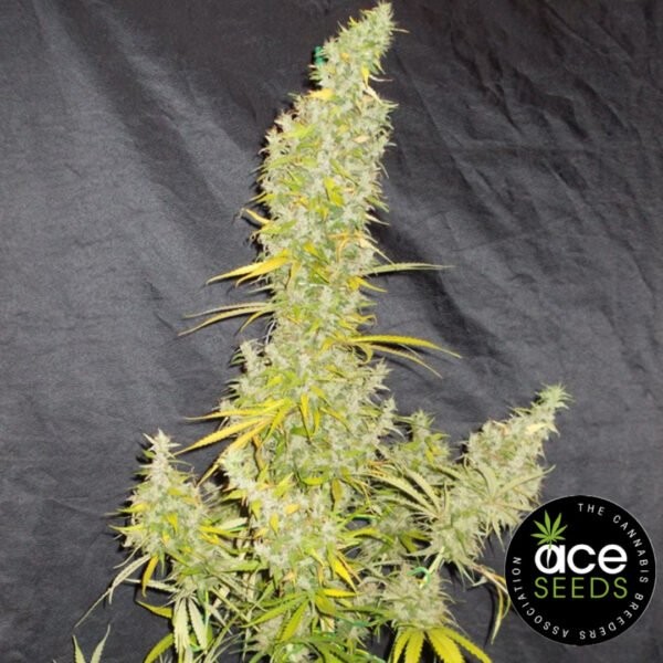 Zamaldelica Ace Seeds Cannabis Samen Produktbild