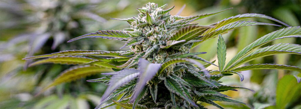 Blog - Info - Ratgeber zum Thema Cannabis Eigenanbau Blog - Info - Ratgeber zum Thema Cannabis Eigenanbau