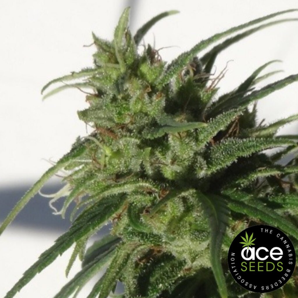 Ethiopia Ace Seeds Cannabissamen kaufen