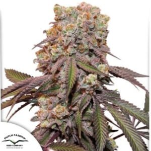 Auto Candy Bubatz XL - Dutch Passion Cannabissamen kaufen
