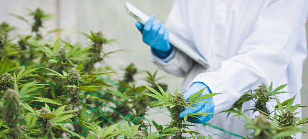 Medizinische Cannabissorten als Samen kaufen - Beispiele am Markt