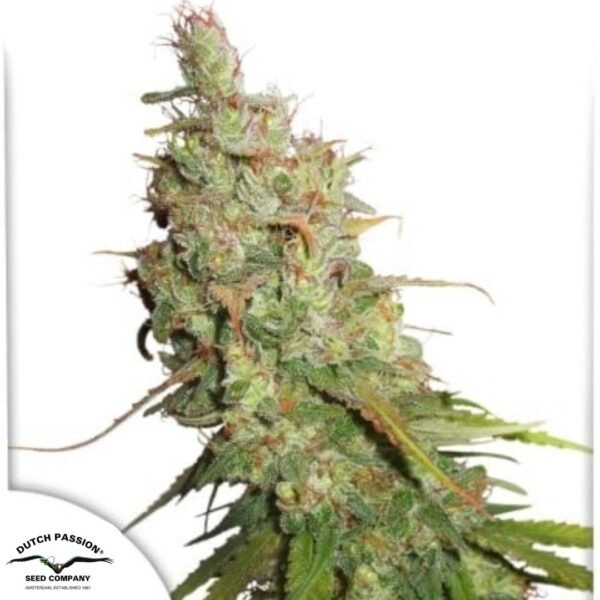 Auto Desfrán - Dutch Passion Cannabissamen kaufen