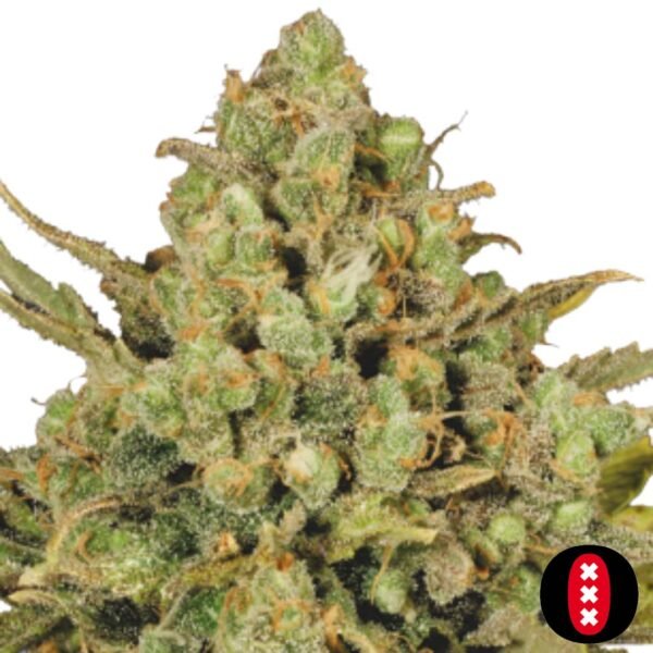 Warlock - Serious Seeds Cannabis Samen Produktbild