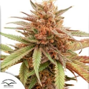Durban Dew